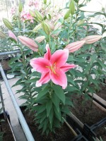 [1848 LakeCarey No02.JPG]